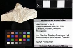 Foto (Objket + Etiketten) von Goniodromites bidentatus (Reuss, 1859) 